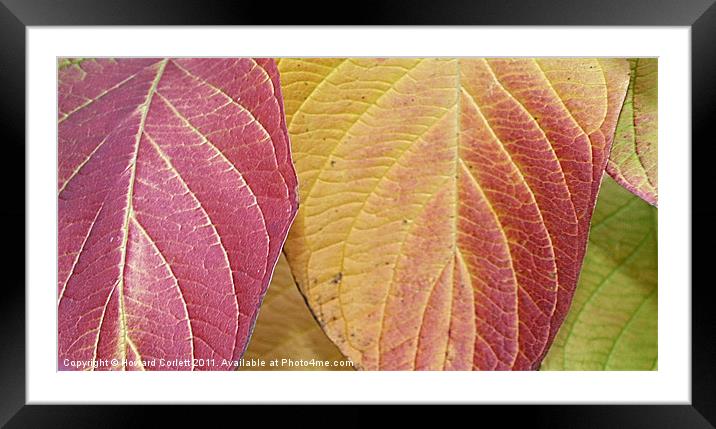 Autumn colour range Framed Mounted Print by Howard Corlett