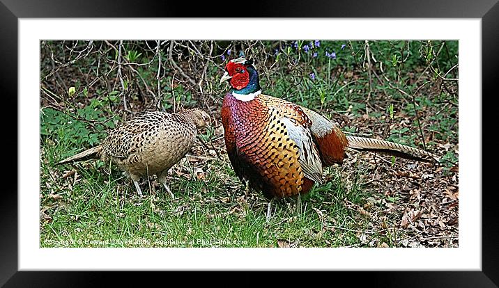 Mr and Mrs Pheasant Framed Mounted Print by Howard Corlett