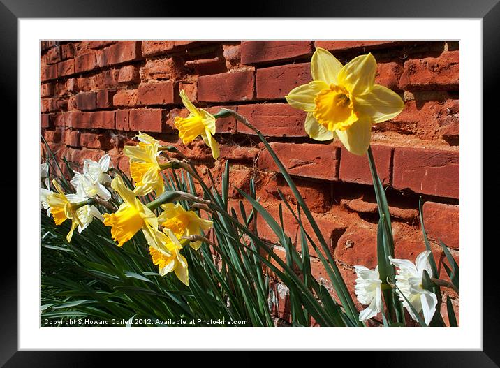 Wall of daffodils Framed Mounted Print by Howard Corlett