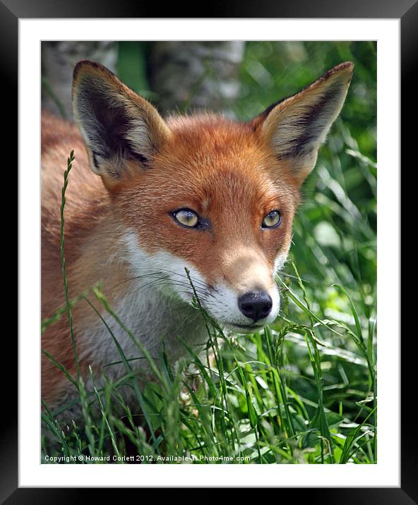 Red fox stare Framed Mounted Print by Howard Corlett