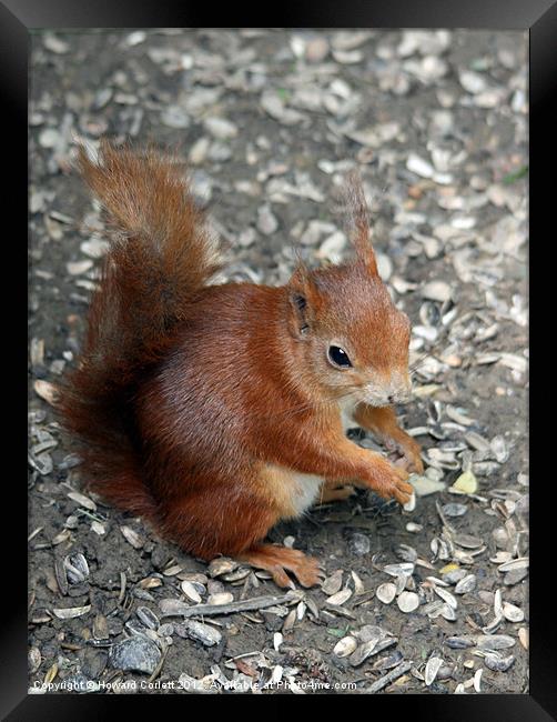 Red squirrel Framed Print by Howard Corlett