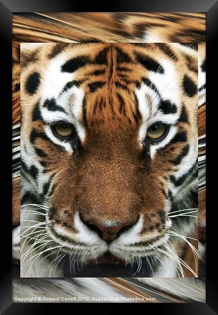 Tiger Abstract Framed Print by Howard Corlett
