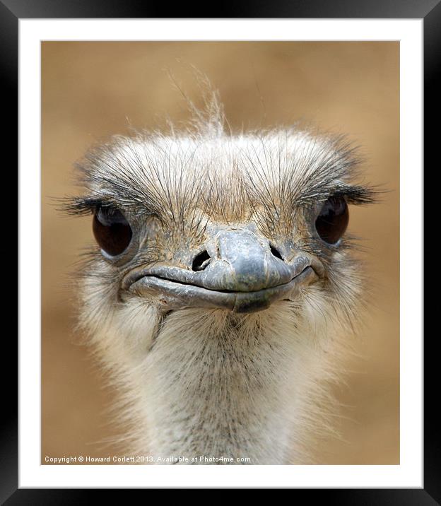 Ostrich Framed Mounted Print by Howard Corlett