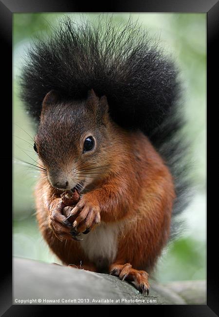 Red squirrel Framed Print by Howard Corlett