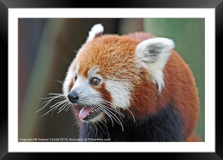 Red panda Framed Mounted Print by Howard Corlett