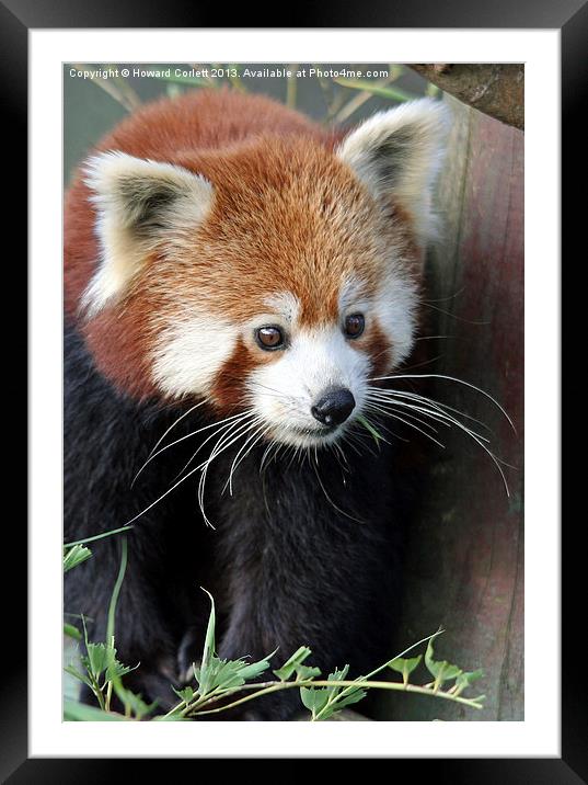 Red panda Framed Mounted Print by Howard Corlett