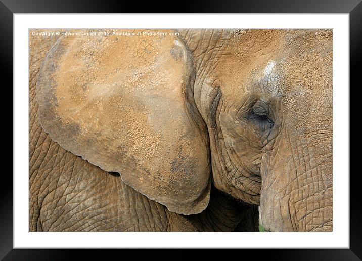 African elephant Framed Mounted Print by Howard Corlett
