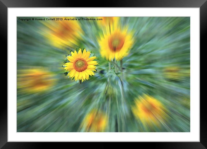 Sunflower Burst Framed Mounted Print by Howard Corlett