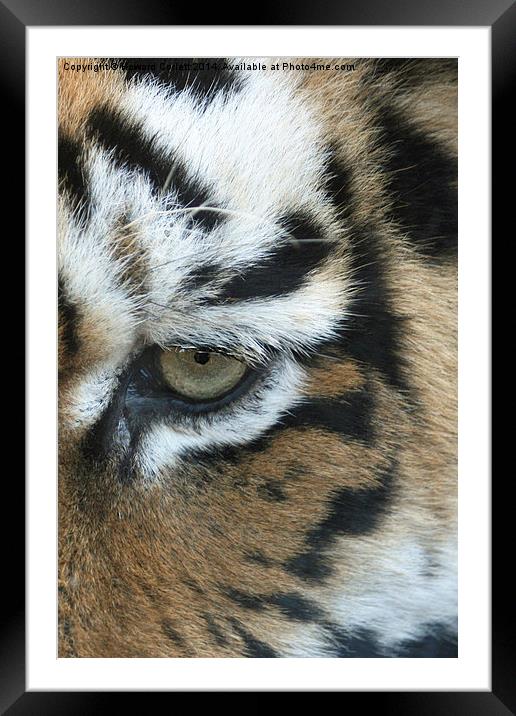 Eye of the tiger Framed Mounted Print by Howard Corlett
