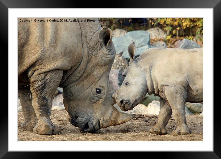Play with me!  Framed Mounted Print by Howard Corlett