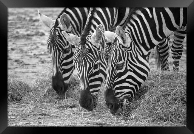 Zebra trio with heads down Framed Print by Howard Corlett