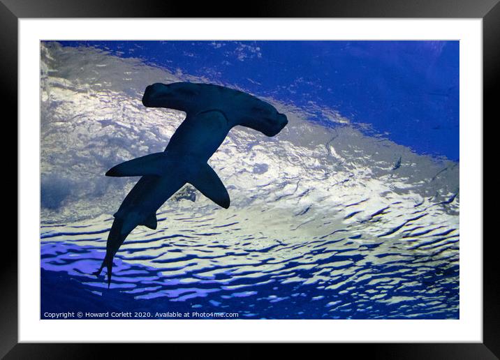 Hammerhead shark Framed Mounted Print by Howard Corlett