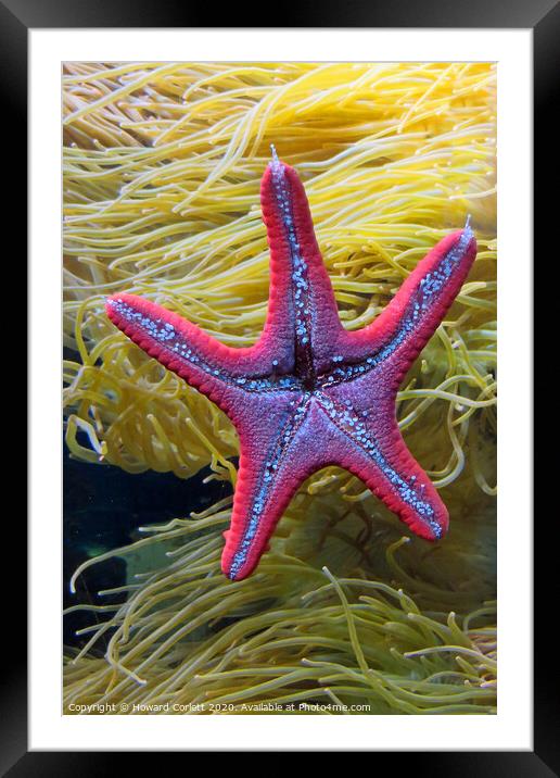 Starfish Framed Mounted Print by Howard Corlett