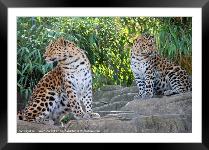 Amur Leopards Framed Mounted Print by Howard Corlett