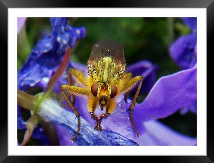 The Dung Fly (Cleg) Framed Mounted Print by ANGELA MCCLINTON