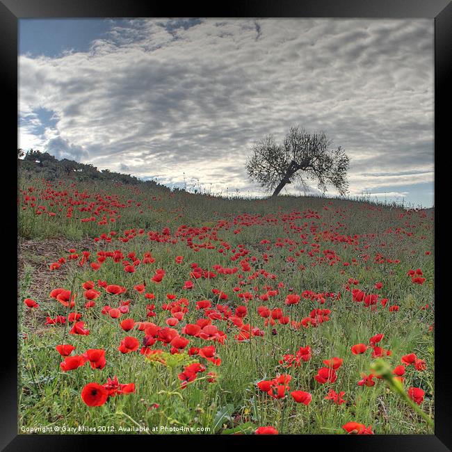 Axarquia Poppies Framed Print by Gary Miles