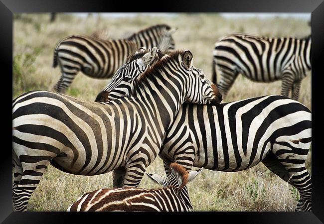 Zebras Framed Print by Gary Miles