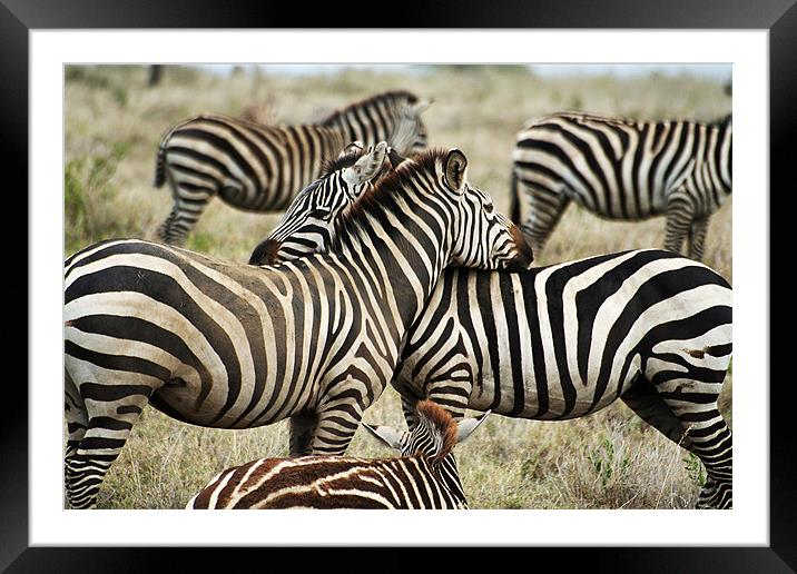 Zebras Framed Mounted Print by Gary Miles