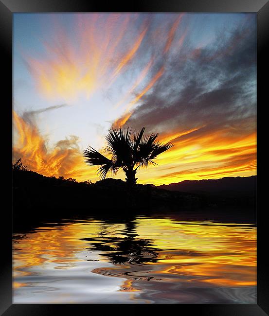 Washingtonia Sunset Framed Print by Gary Miles
