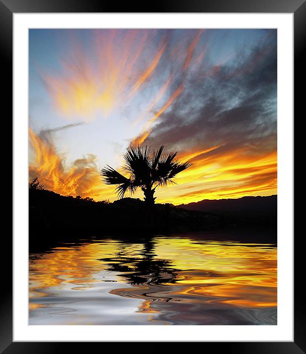 Washingtonia Sunset Framed Mounted Print by Gary Miles