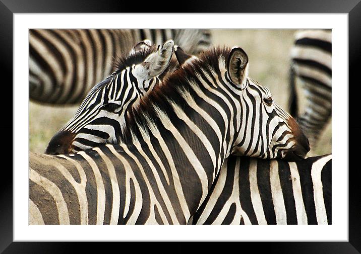 Zebras 2 Framed Mounted Print by Gary Miles
