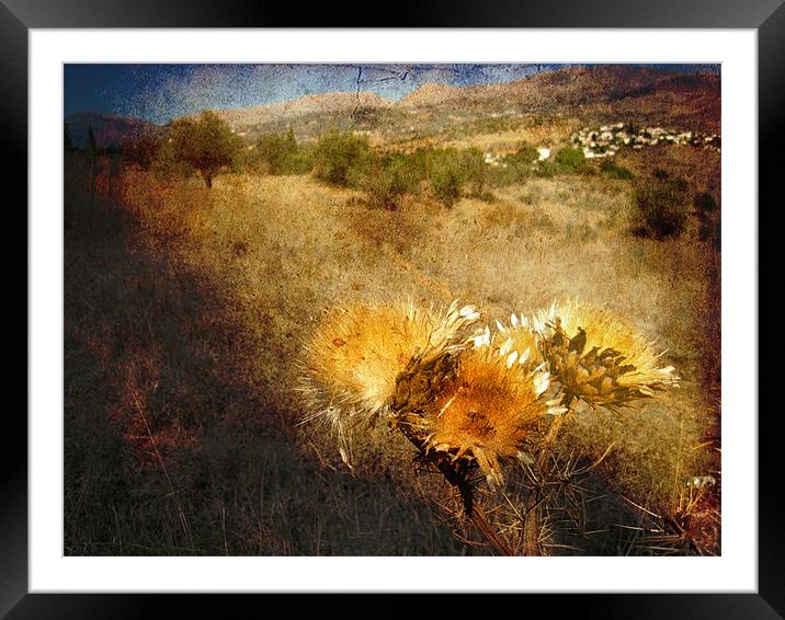 Dried Thistles Framed Mounted Print by Gary Miles