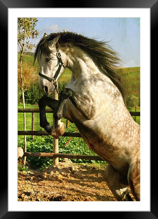 Macho Framed Mounted Print by Gary Miles