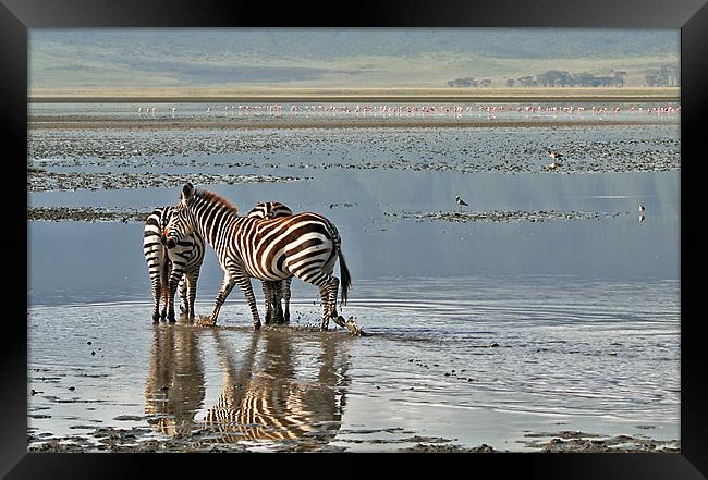 Paddling zebras Framed Print by Gary Miles