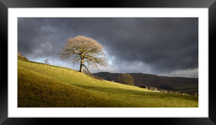 The lone tree Framed Mounted Print by Simon Wrigglesworth