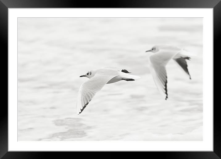 Gulls on White Framed Mounted Print by Simon Wrigglesworth