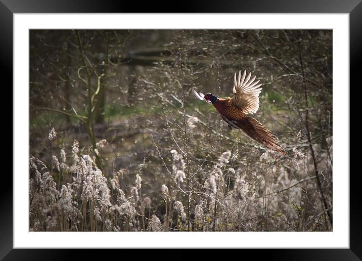 Pheasant Framed Mounted Print by Simon Wrigglesworth