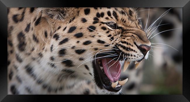 Snarl - Amur Leopard Framed Print by Simon Wrigglesworth