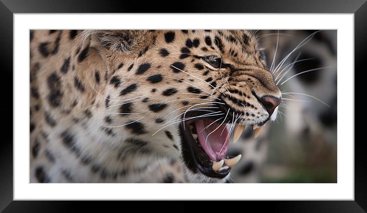Snarl - Amur Leopard Framed Mounted Print by Simon Wrigglesworth