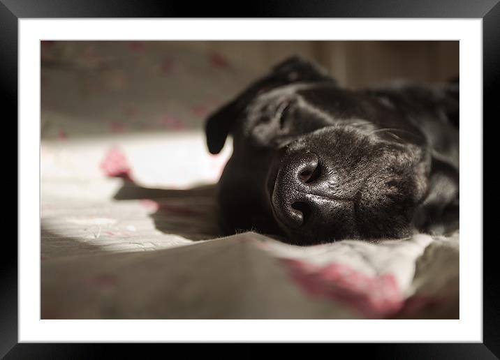 Dog Tired Framed Mounted Print by Simon Wrigglesworth