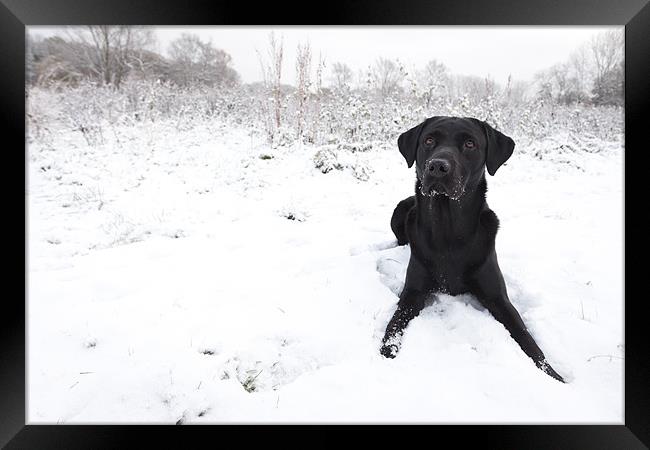 Black Labrador in the snow Framed Print by Simon Wrigglesworth