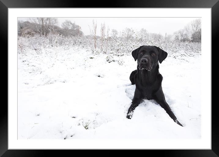 Black Labrador in the snow Framed Mounted Print by Simon Wrigglesworth
