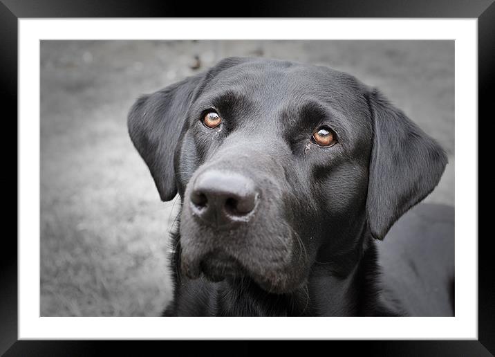 Harry's Eyes Framed Mounted Print by Simon Wrigglesworth