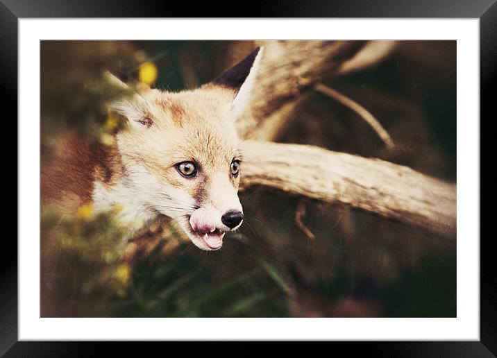 Hungry Framed Mounted Print by Simon Wrigglesworth