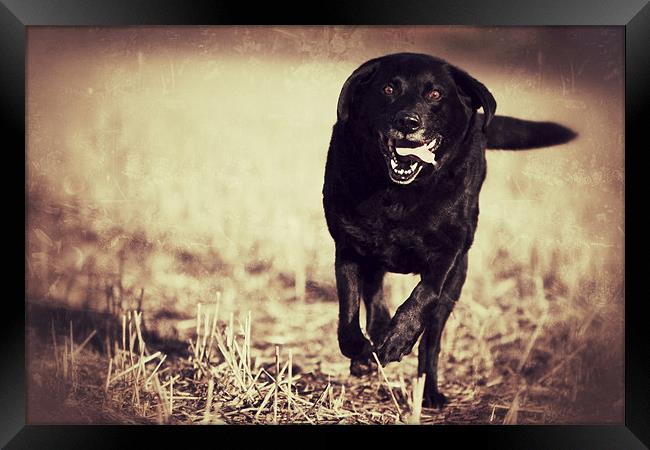 Jack - Black Labrador Framed Print by Simon Wrigglesworth