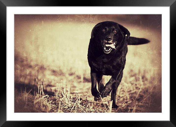 Jack - Black Labrador Framed Mounted Print by Simon Wrigglesworth