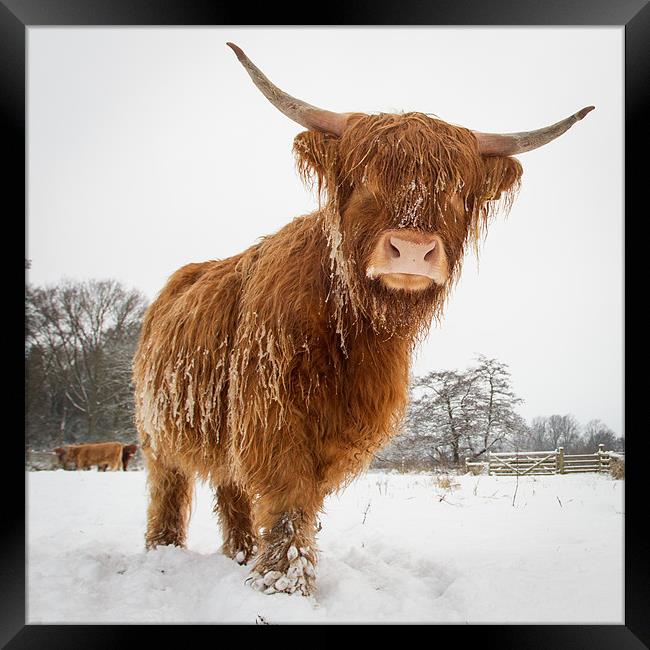 Horny cow Framed Print by Simon Wrigglesworth