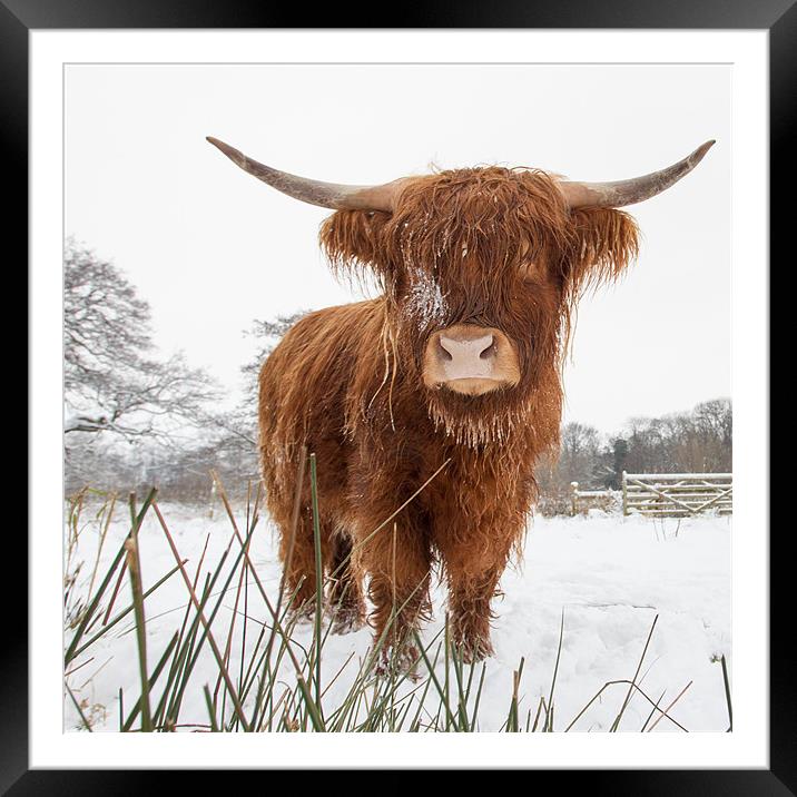 HIghland Cow Framed Mounted Print by Simon Wrigglesworth