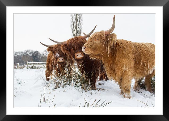 Highland Cattle Framed Mounted Print by Simon Wrigglesworth