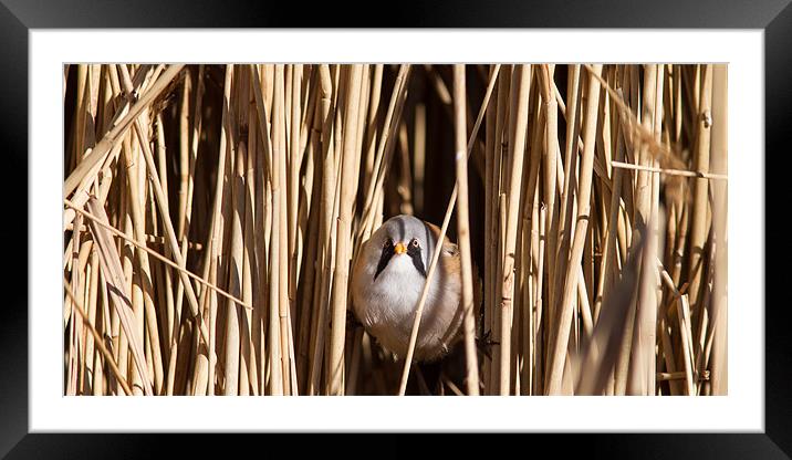 Through the Reeds Framed Mounted Print by Simon Wrigglesworth