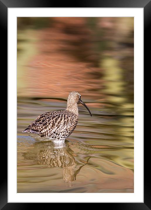 Wading - Curlew Framed Mounted Print by Simon Wrigglesworth