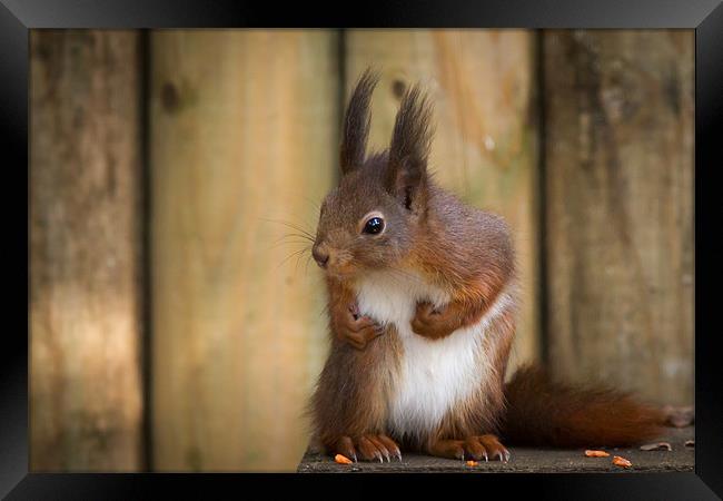 Red Squirrel Framed Print by Simon Wrigglesworth