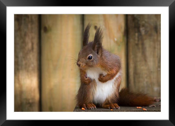 Red Squirrel Framed Mounted Print by Simon Wrigglesworth