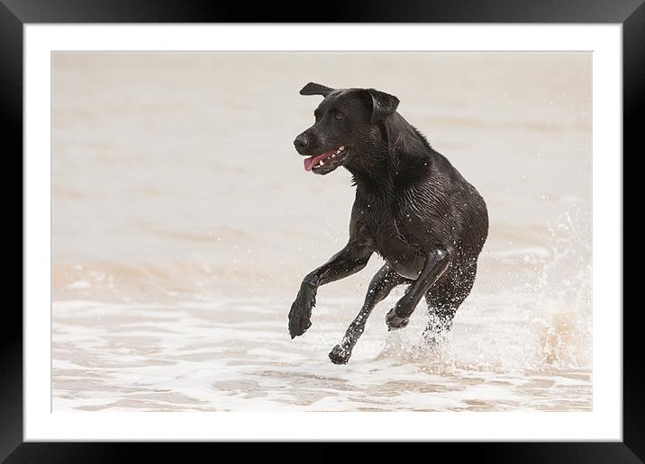Dogs Life Framed Mounted Print by Simon Wrigglesworth