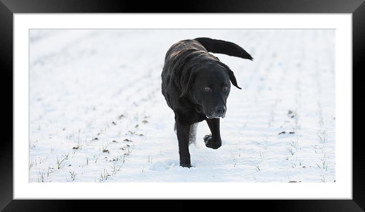 Im walking under protest Framed Mounted Print by Simon Wrigglesworth