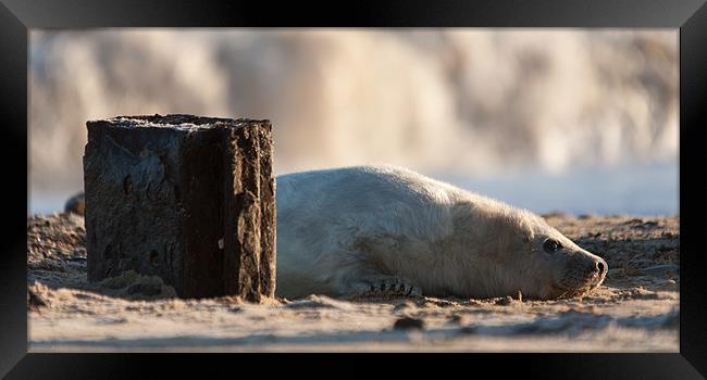 Seal Pup Framed Print by Simon Wrigglesworth
